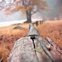 Background close up fence wallpaper