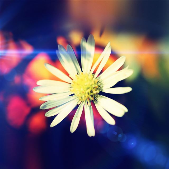 2732x2732 White flower nature flare - flare iPad Pro Wallpaper