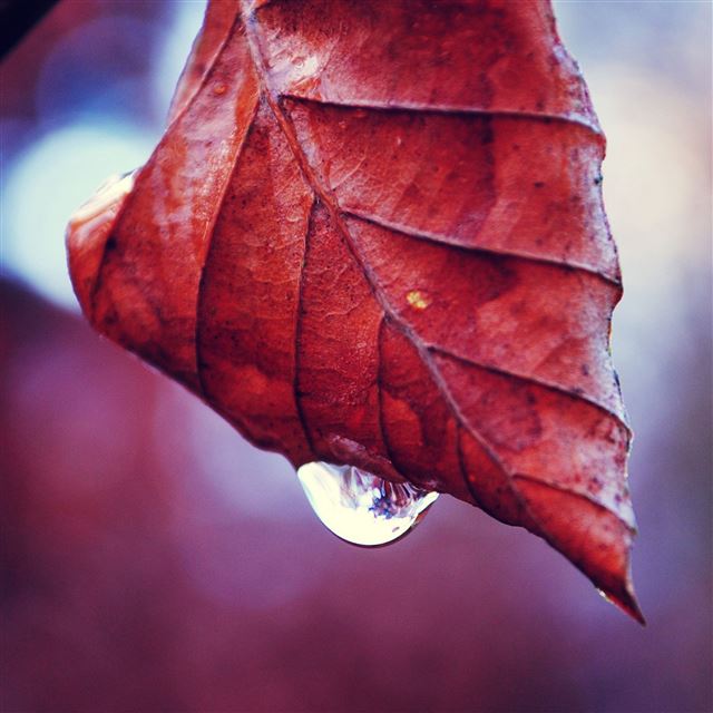 2732x2732 Leaf fall drop twig dry - leaf iPad Pro Wallpaper