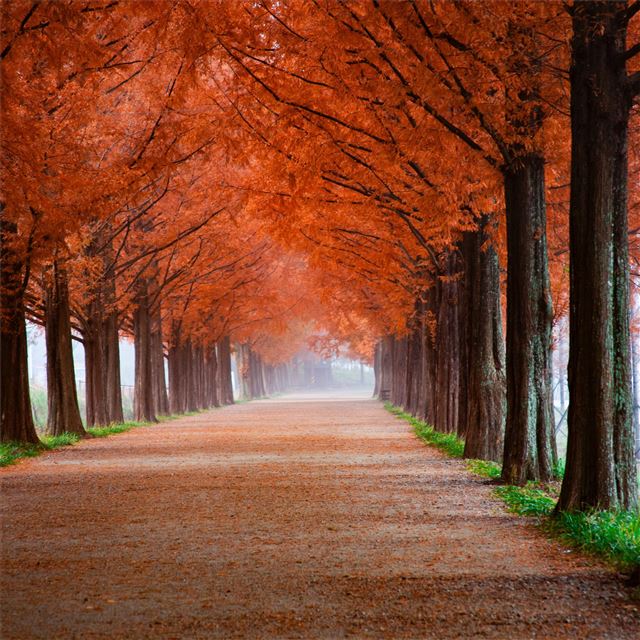 2732x2732 roadway surrounde by trees 5k - trees iPad Pro Wallpaper