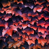 autumn leaves 4k wallpaper