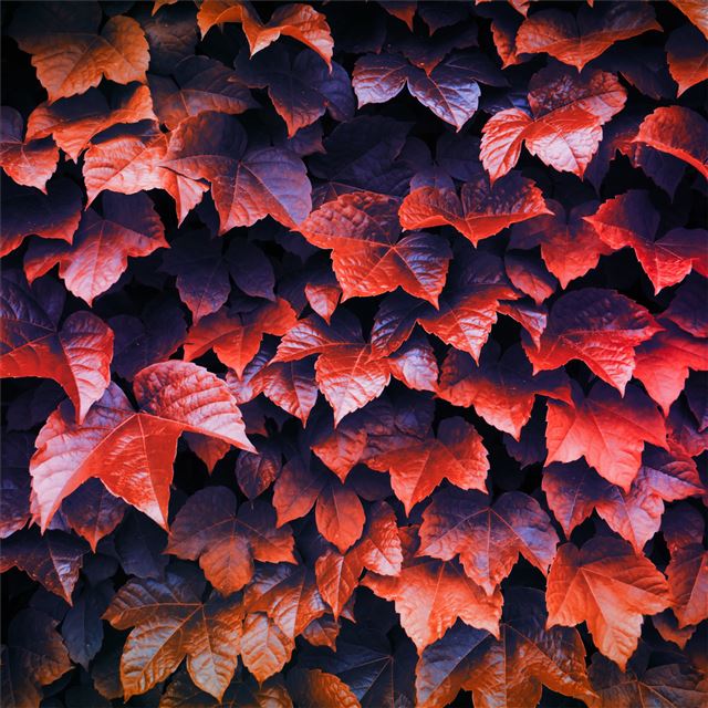 2732x2732 autumn leaves 4k - autumn iPad Pro Wallpaper