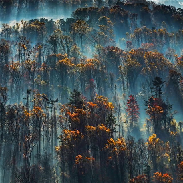 2732x2732 morning mist on the eastern shore of the chesapeak... - trees iPad Pro Wallpaper