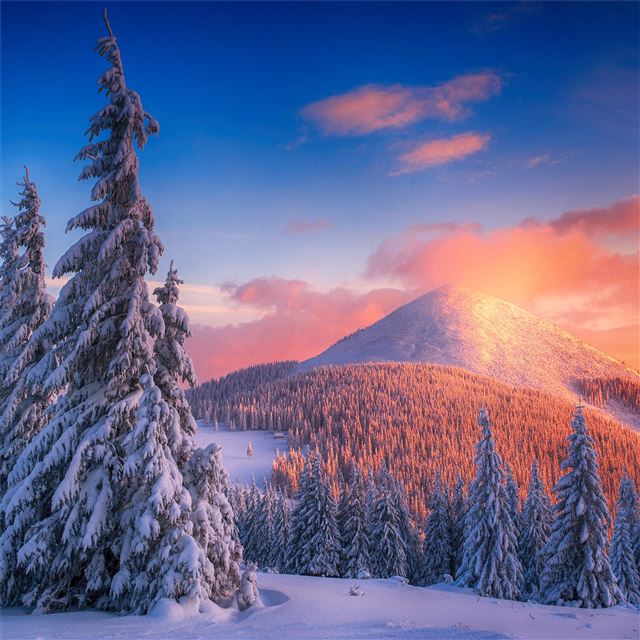 2732x2732 snowy pine trees and mountains 4k -  iPad Pro Wallpaper