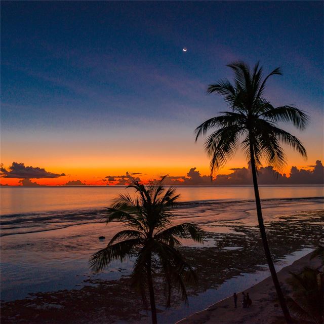 2732x2732 coconut trees 4k -  iPad Pro Wallpaper