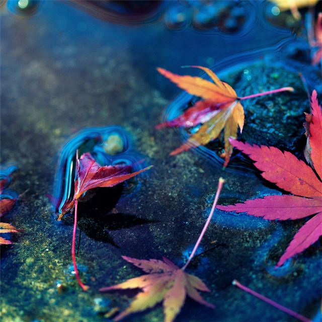 2732x2732 maple leafs - leaf iPad Pro Wallpaper