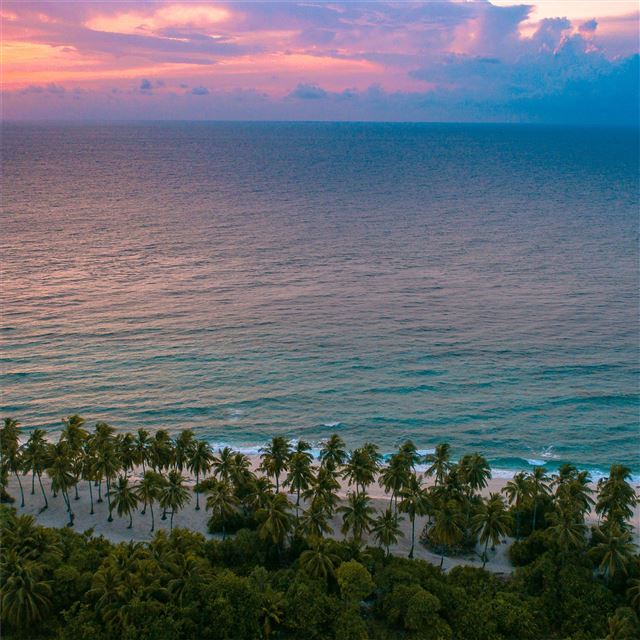 2732x2732 trees beside body of water 5k - ocean iPad Pro Wallpaper