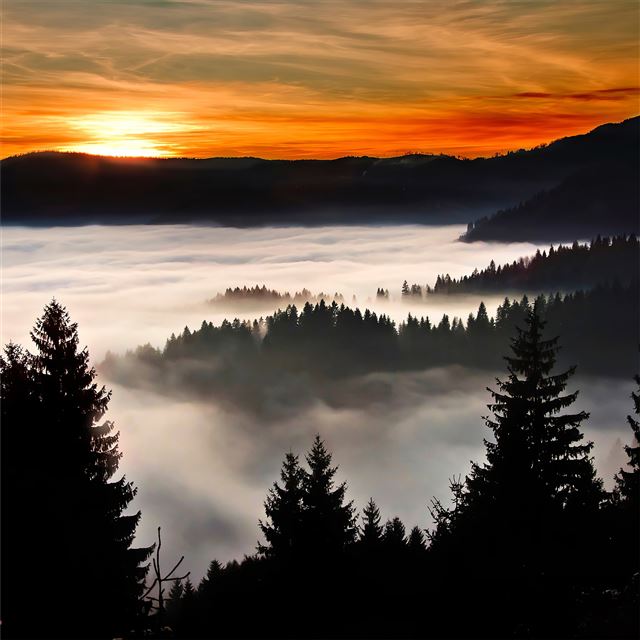 2732x2732 trees covered in clouds 4k - 4k iPad Pro Wallpaper
