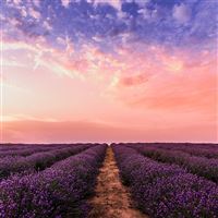 lavender field under pink sky 5k wallpaper