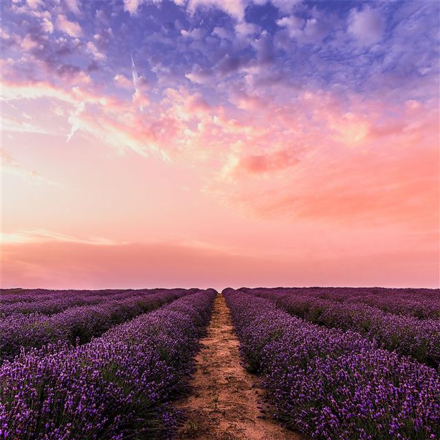 2732x2732 lavender field under pink sky 5k -  iPad Pro Wallpaper