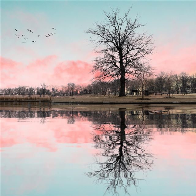2732x2732 tree reflection 5k - tree iPad Pro Wallpaper