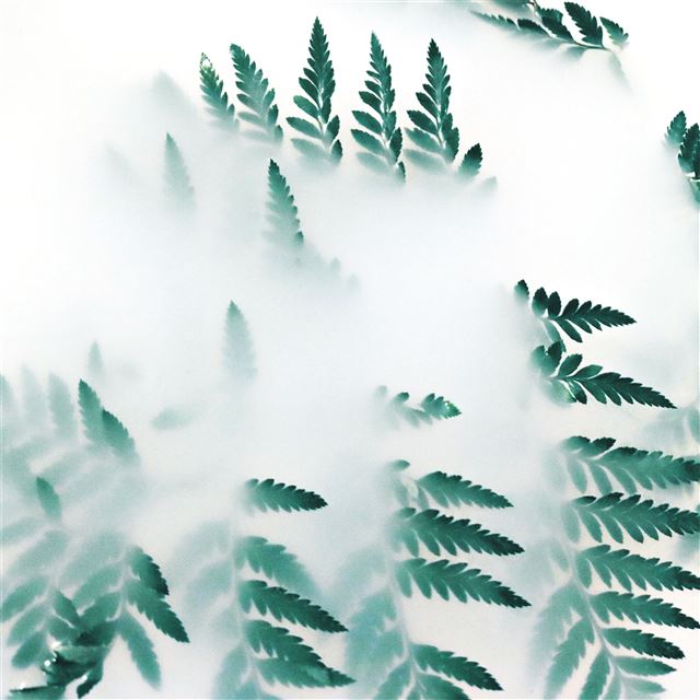 2732x2732 green leaf plants fog 4k - fog iPad Pro Wallpaper
