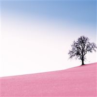tree pink desert 10k wallpaper