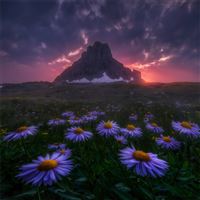 flowers field beautiful scape 4k wallpaper