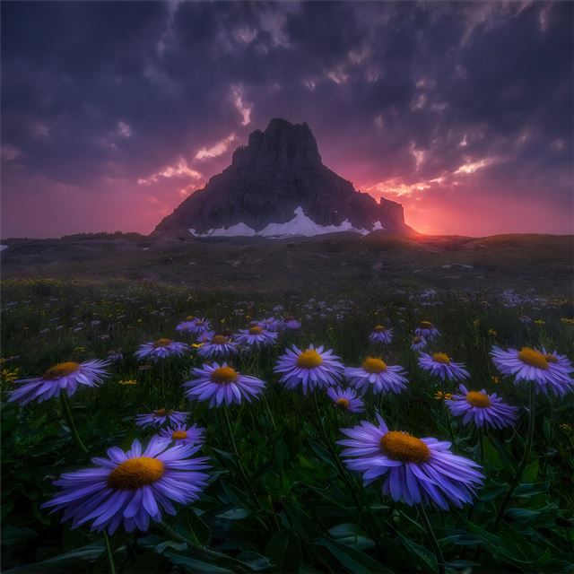 2732x2732 flowers field beautiful scape 4k -  iPad Pro Wallpaper