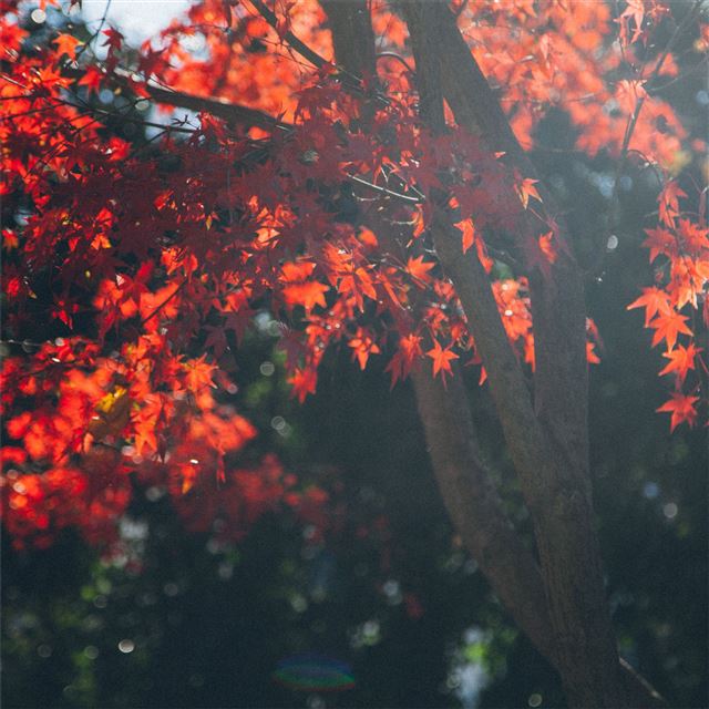 2732x2732 maple tree leafs 5k - leaf iPad Pro Wallpaper