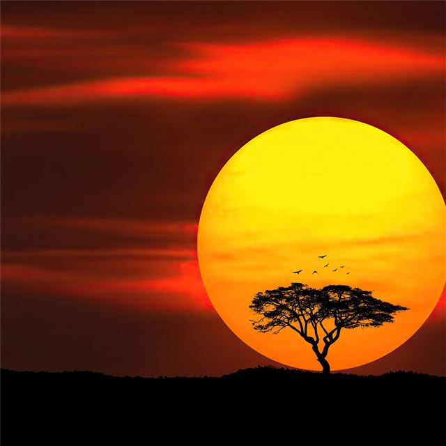 2732x2732 umbrella thorn sunset 4k - sunset iPad Pro Wallpaper