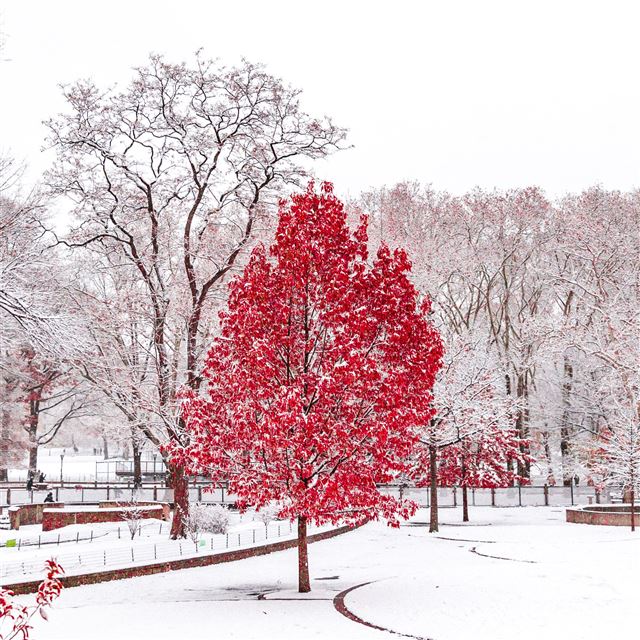 2732x2732 red winter central park 5k - winter iPad Pro Wallpaper