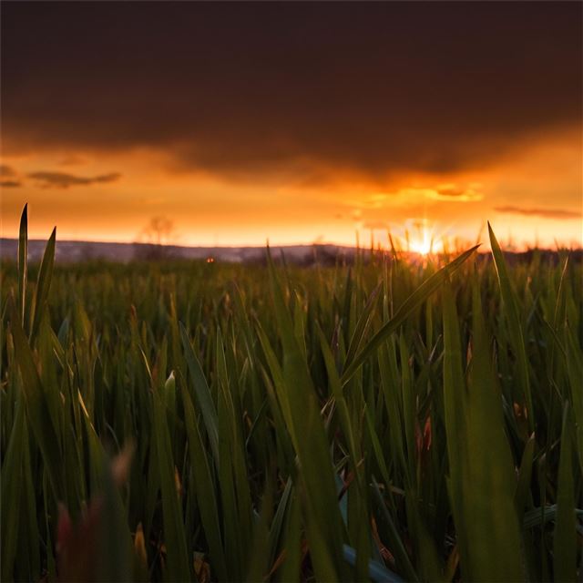 2732x2732 herzegovina fields 5k - 5k iPad Pro Wallpaper