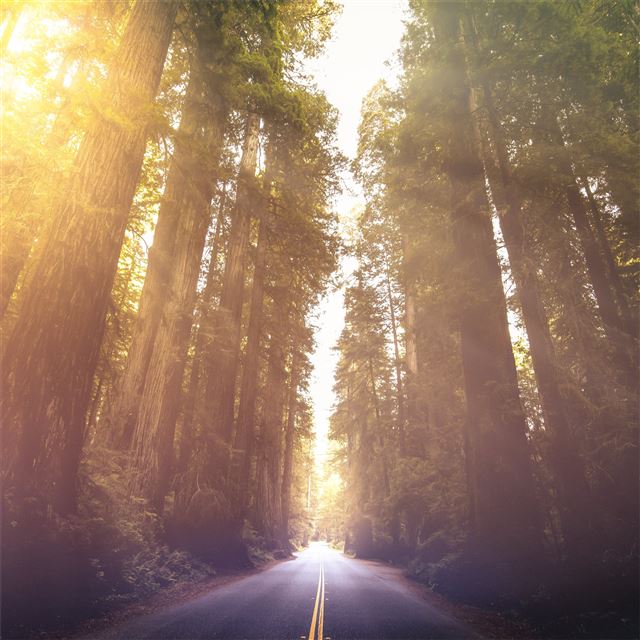2732x2732 driving through red woods 5k - road iPad Pro Wallpaper