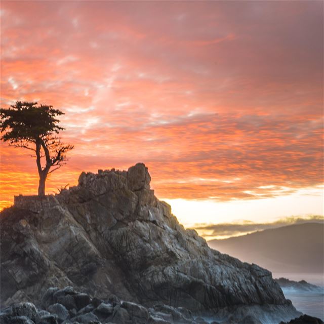 2732x2732 alone tree breeze 5k - tree iPad Pro Wallpaper