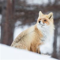 fox in snow 5k wallpaper