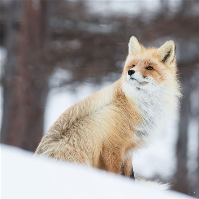 2732x2732 fox in snow 5k - fox iPad Pro Wallpaper