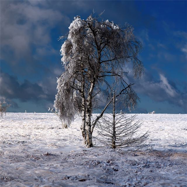 1024x1024 snow outdoor tree 4k - 4k iPad Wallpaper