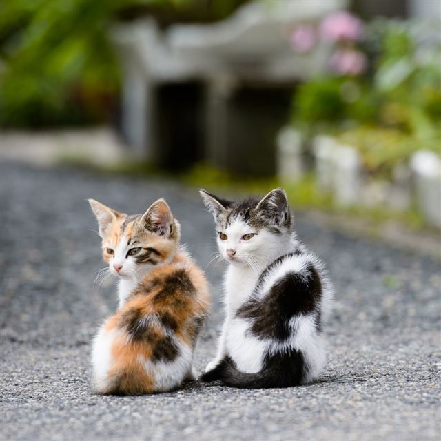 10 Wallpapers In young Wallpapers For iPad