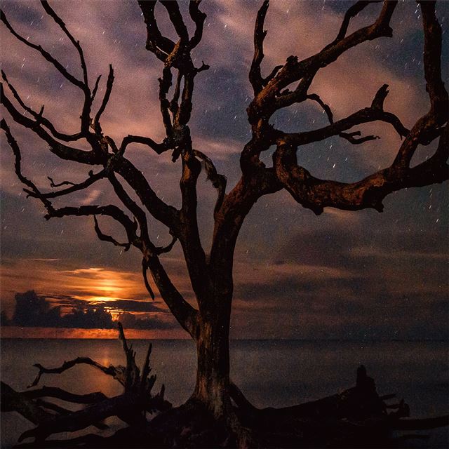2732x2732 tree silhouette milky way night - photography iPad Wallpaper