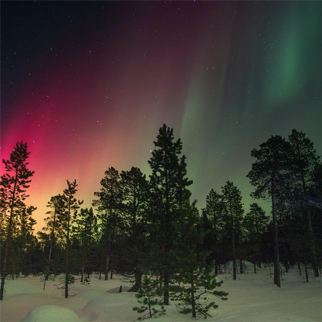 2732x2732 trees and aurora rays - trees iPad Wallpaper
