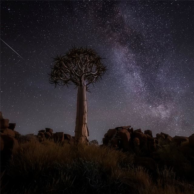 2732x2732 desert trees milky way night 4k - nature iPad Wallpaper