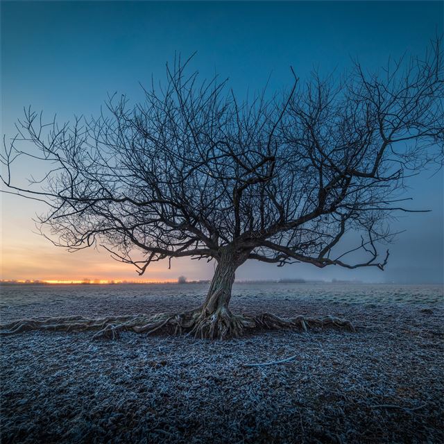 2732x2732 frozen tree 5k - nature iPad Wallpaper