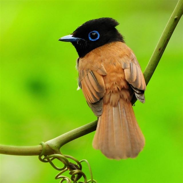 25 Wallpapers In bird Wallpapers For iPad