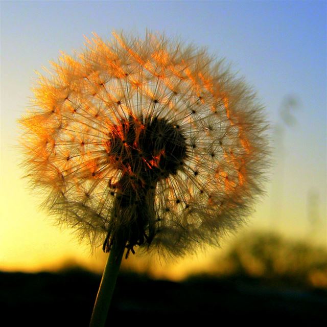 11 Wallpapers In Dandelion Wallpapers For iPad
