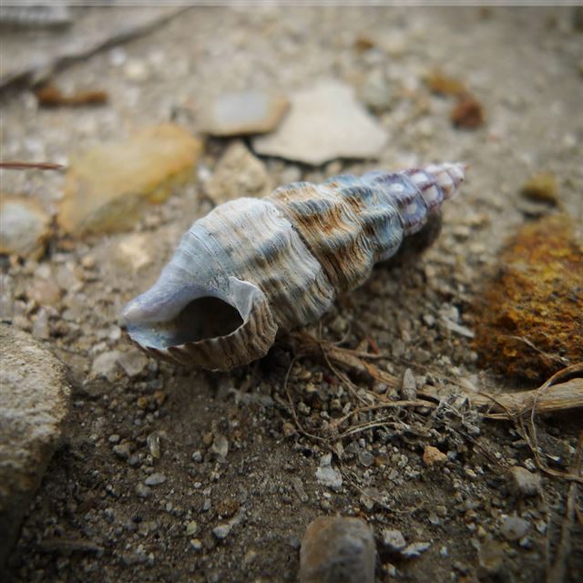 2 Wallpapers In Conch Wallpapers For iPad