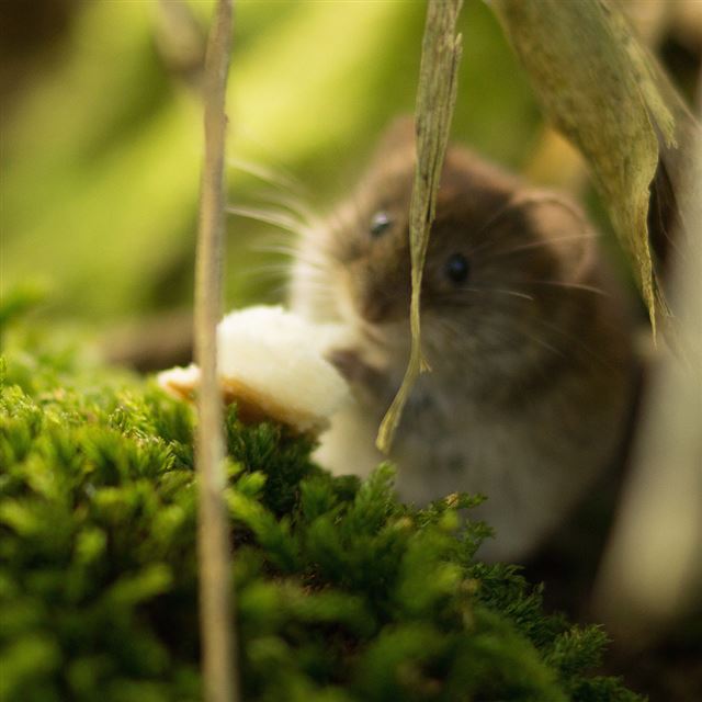 5 Wallpapers In mouse Wallpapers For iPad