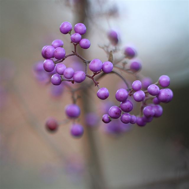 6 Wallpapers In berry Wallpapers For iPad