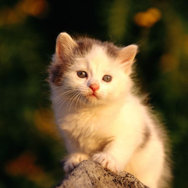 7 Wallpapers In little Wallpapers For iPad