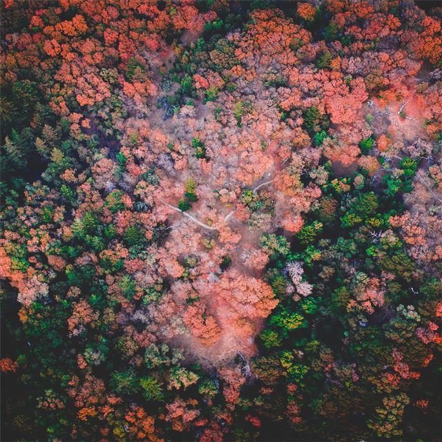 1024x1024 castle rock state park autumn forest 5k - rocks iPad Wallpaper