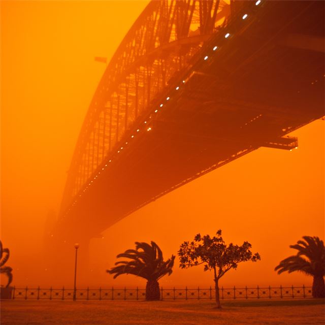 1024x1024 palm trees dust storm 4k - trees iPad Wallpaper