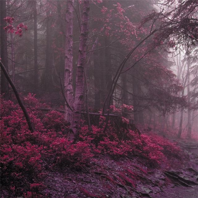 1024x1024 lilac grass tress 4k - trees iPad Wallpaper