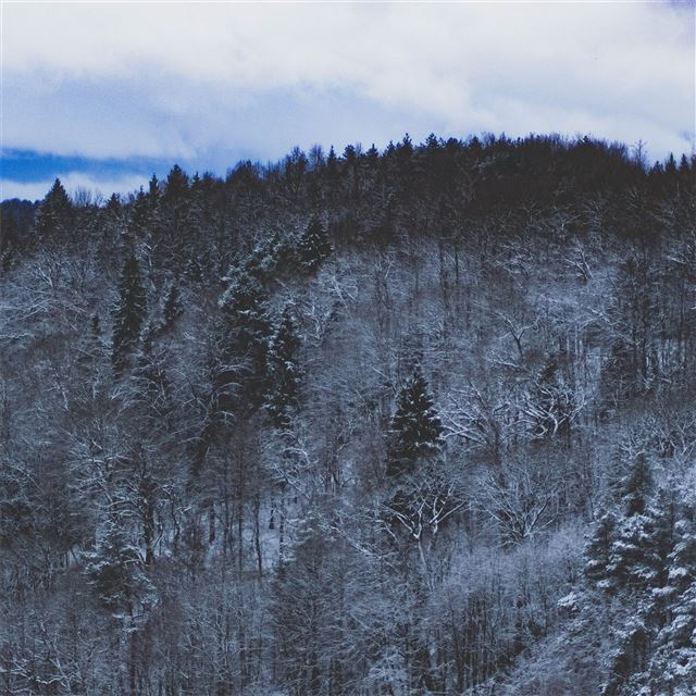 1024x1024 snow forest nature 5k - 5k iPad Wallpaper