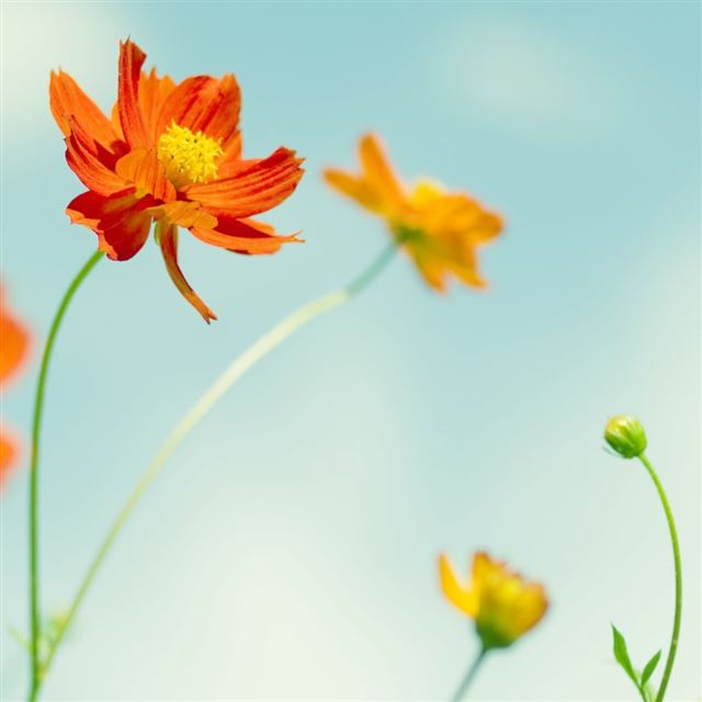 1024x1024 Cosmos Flowers - yellow iPad Wallpaper