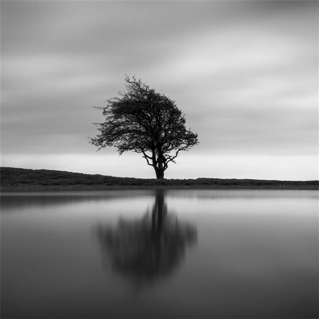 1024x1024 solo tree - tree iPad Wallpaper