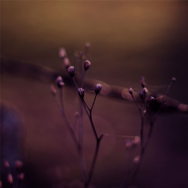 1024x1024 macro plants bokeh effect 5k - 5k iPad Wallpaper