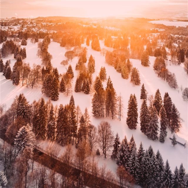 1024x1024 cold forest pine trees morning - trees iPad Wallpaper