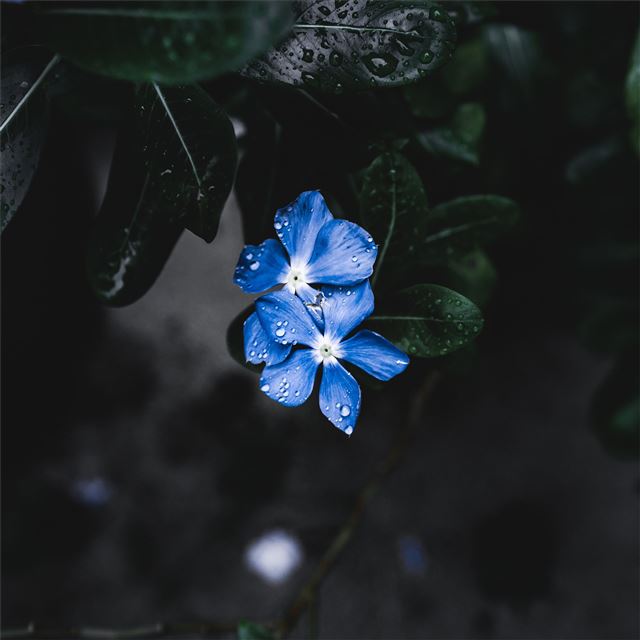 1024x1024 blue plant flower - 5k iPad Wallpaper