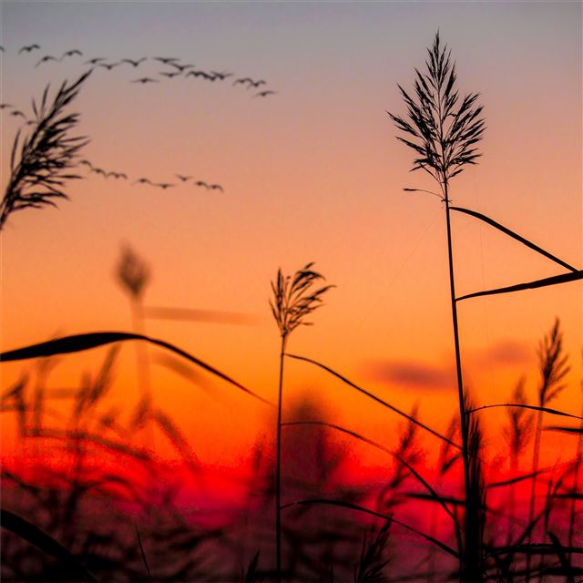 1024x1024 field weeds sunrise - 4k iPad Wallpaper
