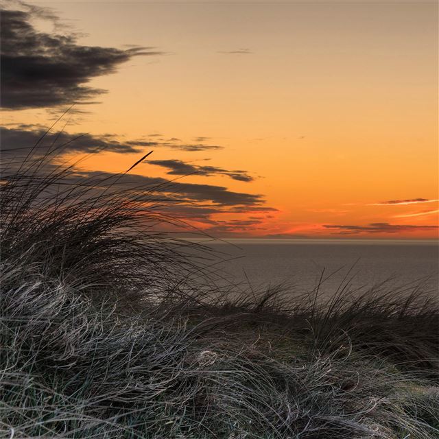1024x1024 grass golden sunset 5k - sunset iPad Wallpaper